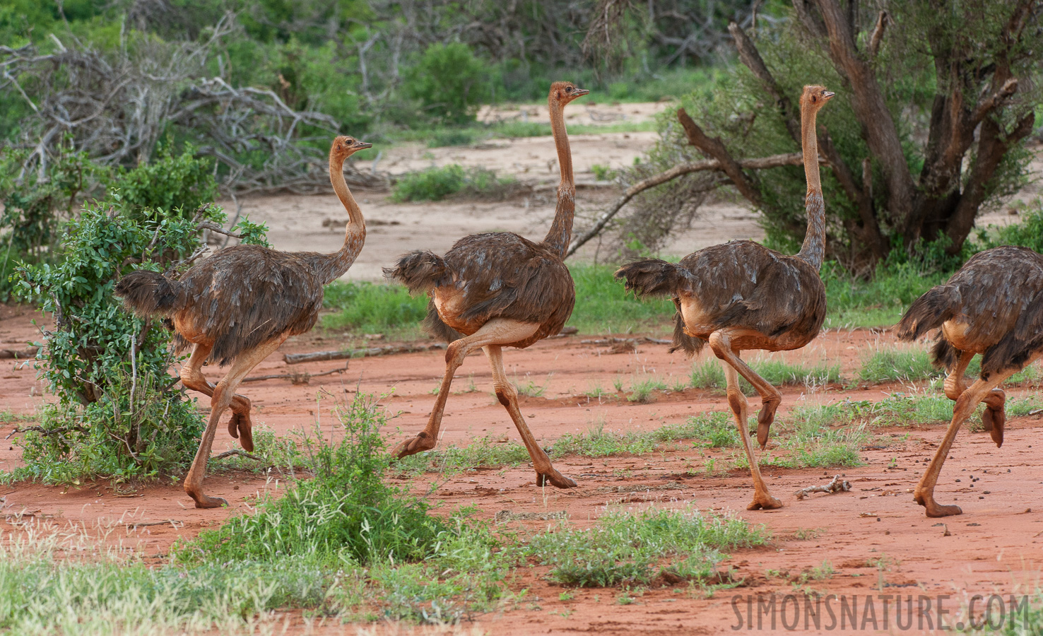 Struthio camelus massaicus [280 mm, 1/800 sec at f / 8.0, ISO 1600]